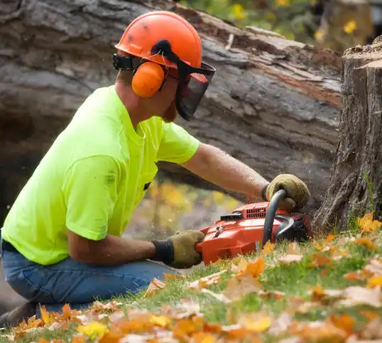 tree services Glens Falls North